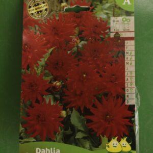 Dahlia Border Red Pigmy Jardi Pradel