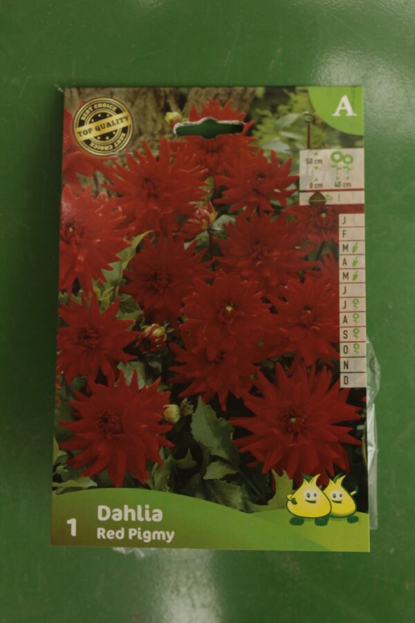 Dahlia Border Red Pigmy Jardi Pradel