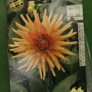 Dahlia Cactus Berger Record Jardi Pradel