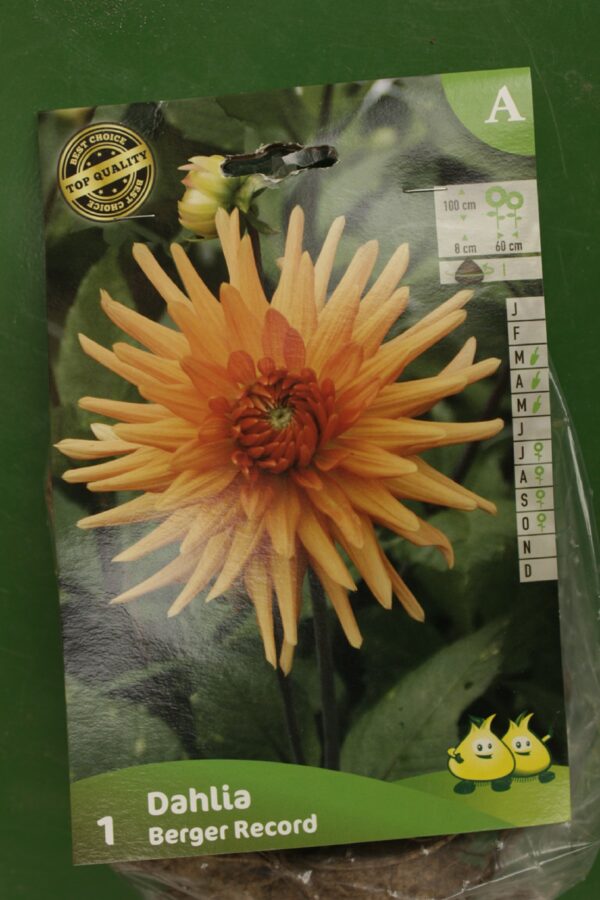 Dahlia Cactus Berger Record Jardi Pradel