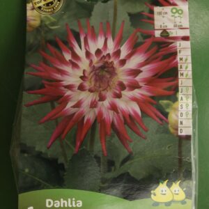 Dahlia Cactus Cha Cha Jardi Pradel