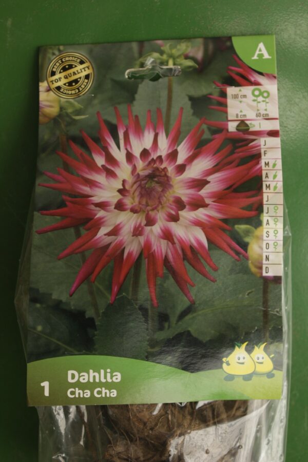 Dahlia Cactus Cha Cha Jardi Pradel