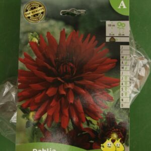Dahlia Cactus Chat Noir Jardi Pradel