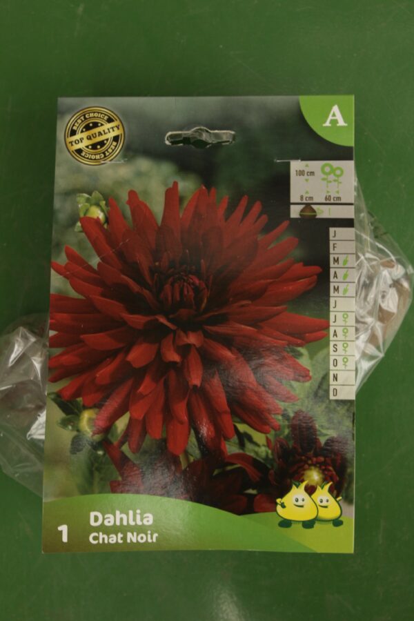 Dahlia Cactus Chat Noir Jardi Pradel