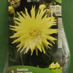 Dahlia Cactus Geel Jaune Jardi Pradel