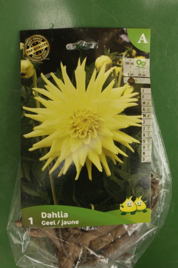 Dahlia Cactus Geel Jaune Jardi Pradel