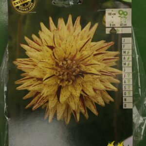Dahlia Cactus Hi Pimento Jardi Pradel