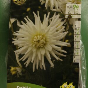 Dahlia Cactus My Love Jardi Pradel