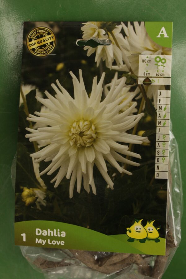 Dahlia Cactus My Love Jardi Pradel