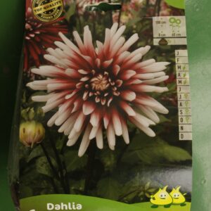 Dahlia Cactus Piquant Jardi Pradel