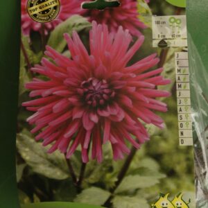 Dahlia Cactus Purple Gem Jardi Pradel