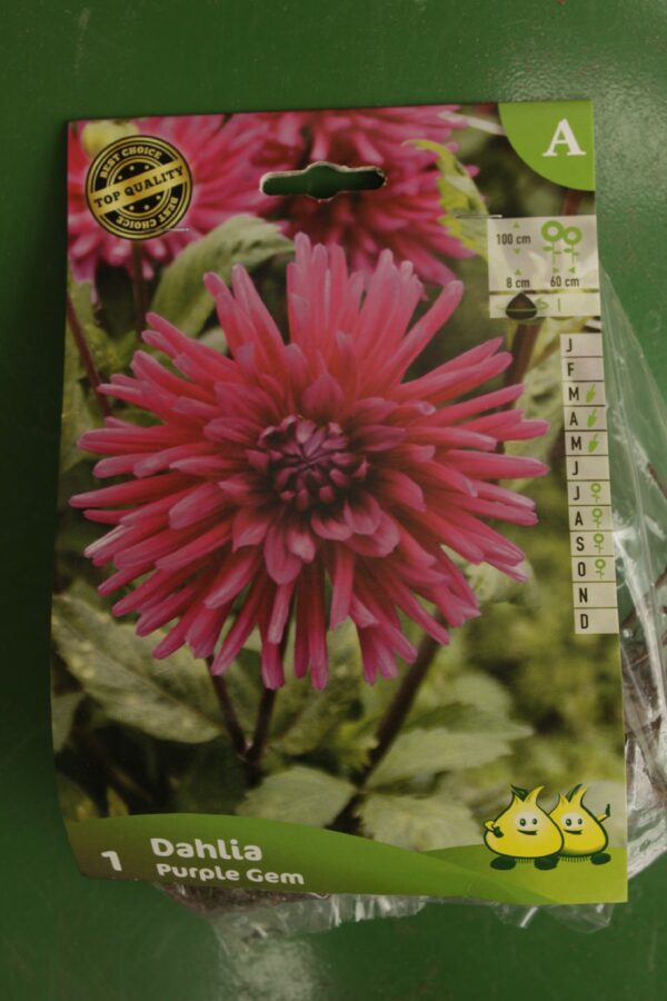 Dahlia Cactus Purple Gem Jardi Pradel