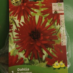 Dahlia Cactus Rotterdam Jardi Pradel