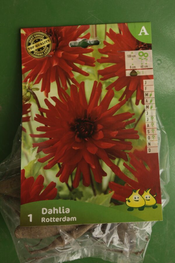 Dahlia Cactus Rotterdam Jardi Pradel