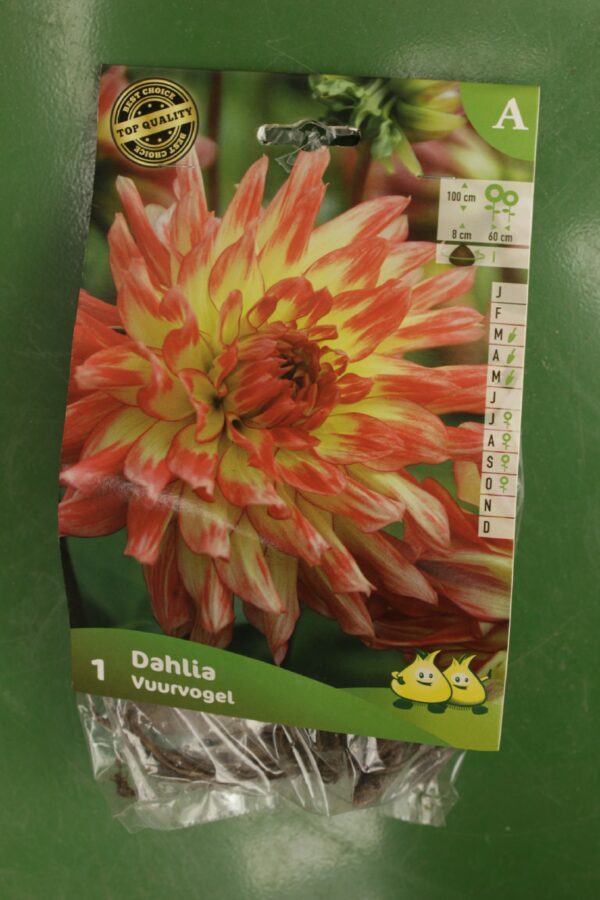 Dahlia Cactus Vuurvogel Jardi Pradel