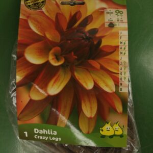 Dahlia Crazy Legs Jardi Pradel