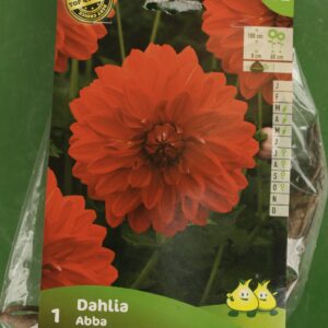 Dahlia Decoratif Abba Jardi Pradel