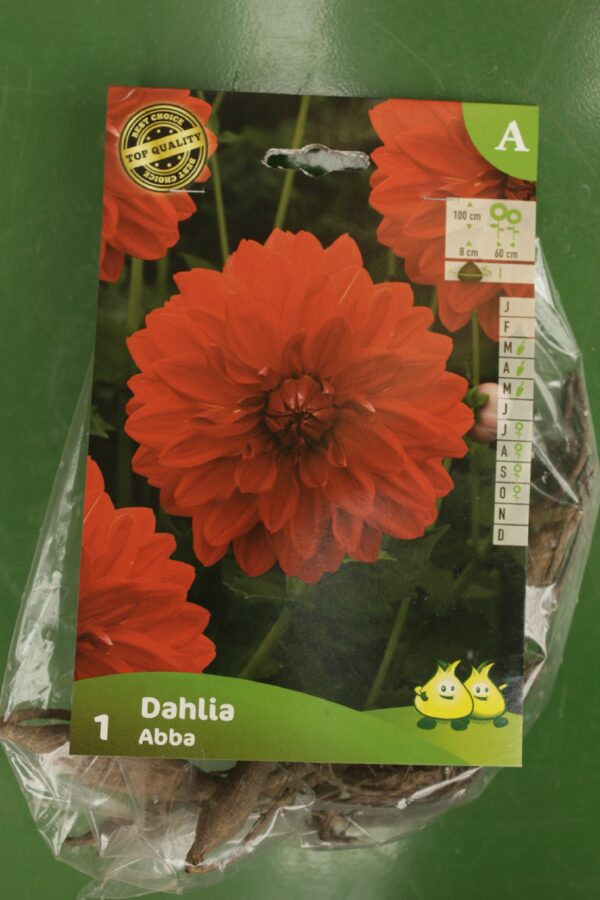 Dahlia Decoratif Abba Jardi Pradel