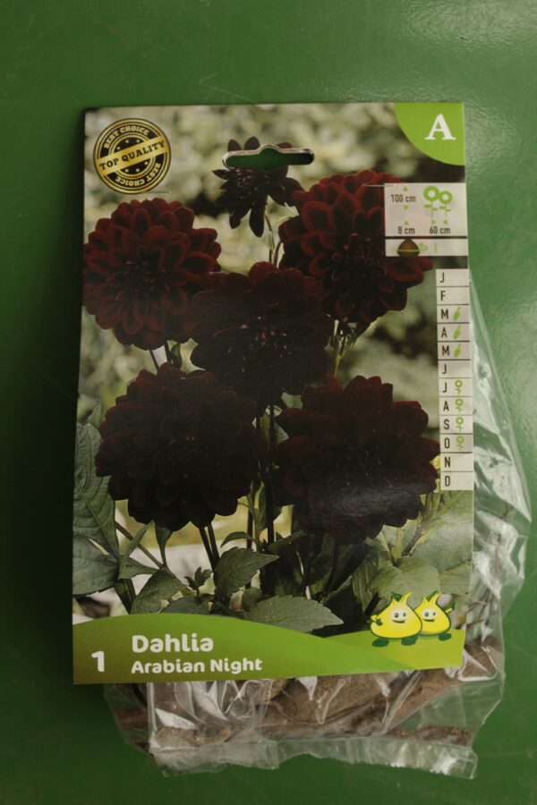 Dahlia Decoratif Arabian Night Jardi Pradel