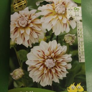 Dahlia Decoratif Carribean Fantasy Jardi Pradel