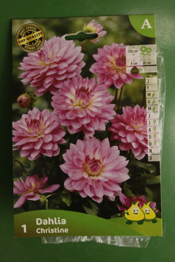 Dahlia Decoratif Christine Jardi Pradel