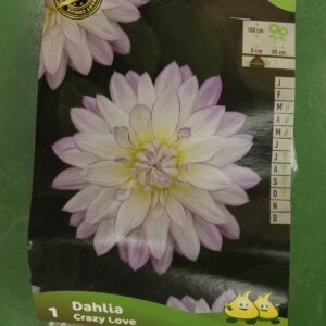 Dahlia Decoratif Crazy Love Jardi Pradel