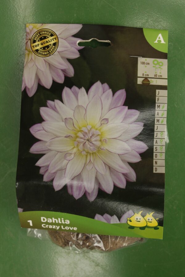 Dahlia Decoratif Crazy Love Jardi Pradel