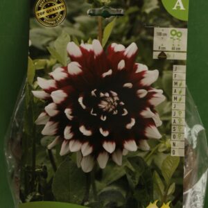 Dahlia Decoratif Duet Jardi Pradel