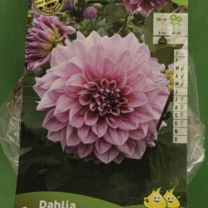 Dahlia Decoratif Lavender Perfection Jardi Pradel