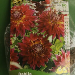 Dahlia Decoratif Manhatten Island Jardi Pradel