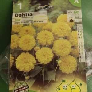 Dahlia Decoratif Nain Sisa Jardi Pradel