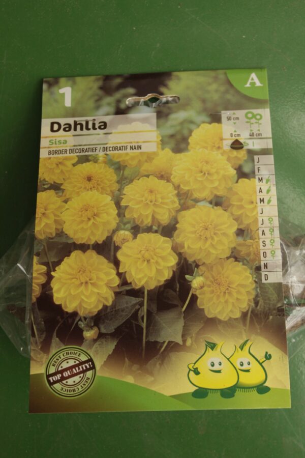 Dahlia Decoratif Nain Sisa Jardi Pradel