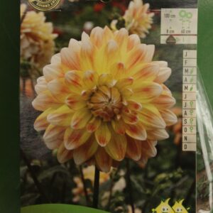 Dahlia Decoratif Peaches and Cream Jardi Pradel
