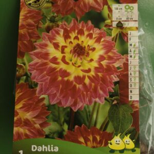 Dahlia Decoratif Procyon Jardi Pradel