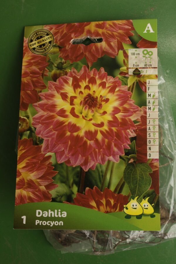 Dahlia Decoratif Procyon Jardi Pradel