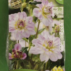 Dahlia Decoratif Twilight Time Jardi Pradel