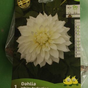 Dahlia Decoratif White Perfection Jardi Pradel