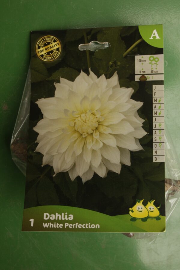 Dahlia Decoratif White Perfection Jardi Pradel