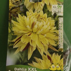 Dahlia Decoratif XXL Cambridge 4 Jardi Pradel
