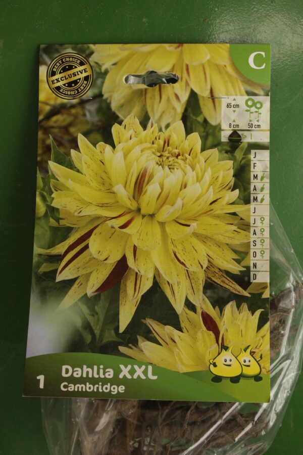 Dahlia Decoratif XXL Cambridge 4 Jardi Pradel