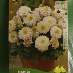 Dahlia Gallery Monet Jardi Pradel