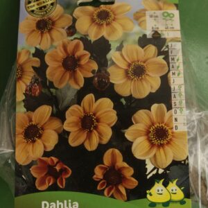 Dahlia Mignon First Love Jardi Pradel