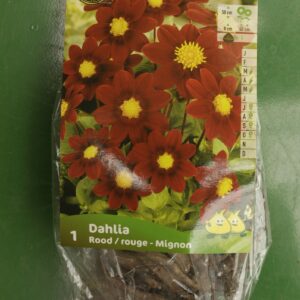 Dahlia Mignon Rood Rouge Jardi Pradel