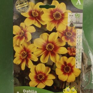 Dahlia Mignon Sunshine Jardi Pradel