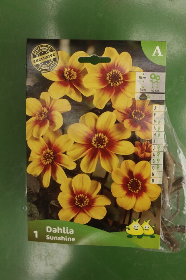 Dahlia Mignon Sunshine Jardi Pradel