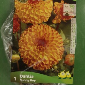 Dahlia Pompom Ball Sunny Boy Jardi Pradel