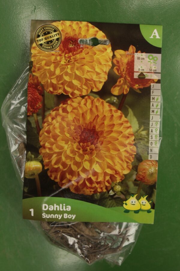 Dahlia Pompom Ball Sunny Boy Jardi Pradel