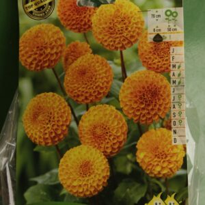 Dahlia Pompom Bantling Jardi Pradel