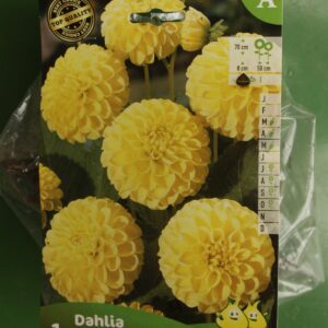 Dahlia Pompom Golden Scepter Jardi Pradel