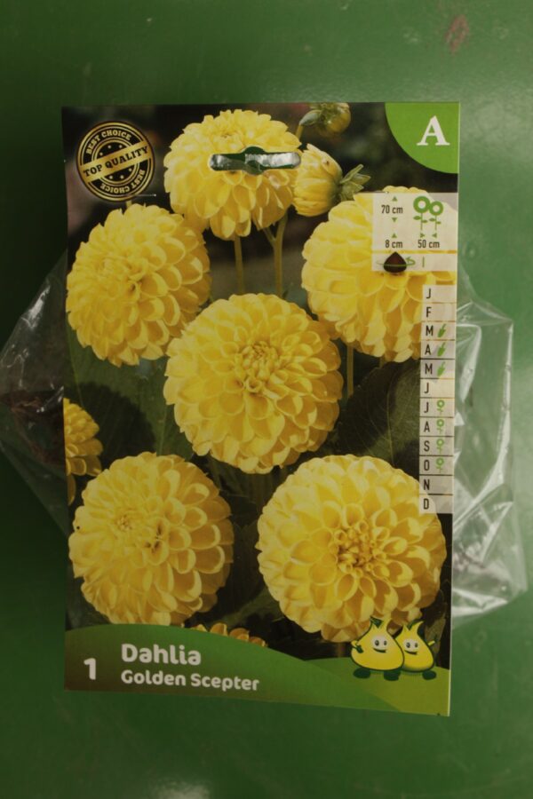 Dahlia Pompom Golden Scepter Jardi Pradel